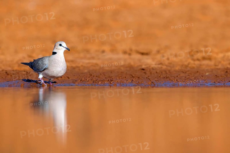 Red-crested Pigeon, (Streptopelia vinacea), Red-winged Turtle Dove, Morgan Kunda lodge / road to Kat, Jajari, North Bank, Gambia, Africa