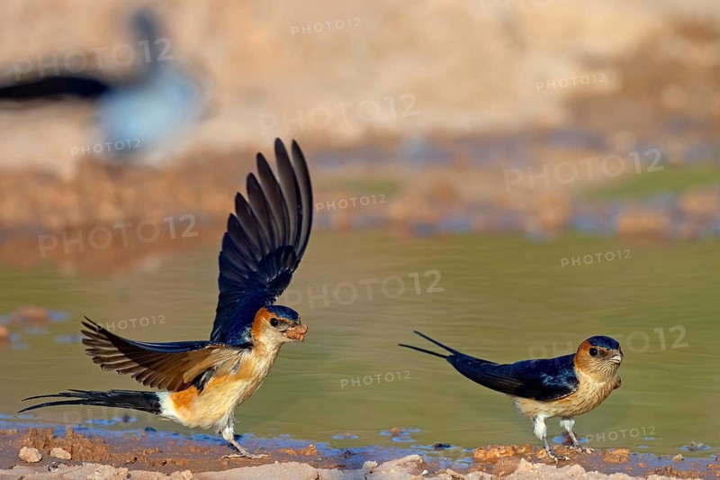 Red-rumped swallow (Hirundo daurica), Lesbos Island, Greece, Europsa, Europe
