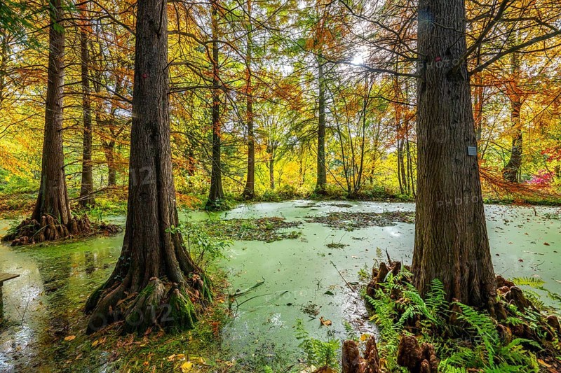 The Botanical Garden of the Ruhr University Bochum, in the district of Bochum-Querenburg, North Rhine-Westphalia, Germany, Botanical Garden of the Ruhr University Bochum, tertiary pond, swamp cypresses, in the district of Bochum-Querenburg, North Rhine-Westphalia, Germany, Europe