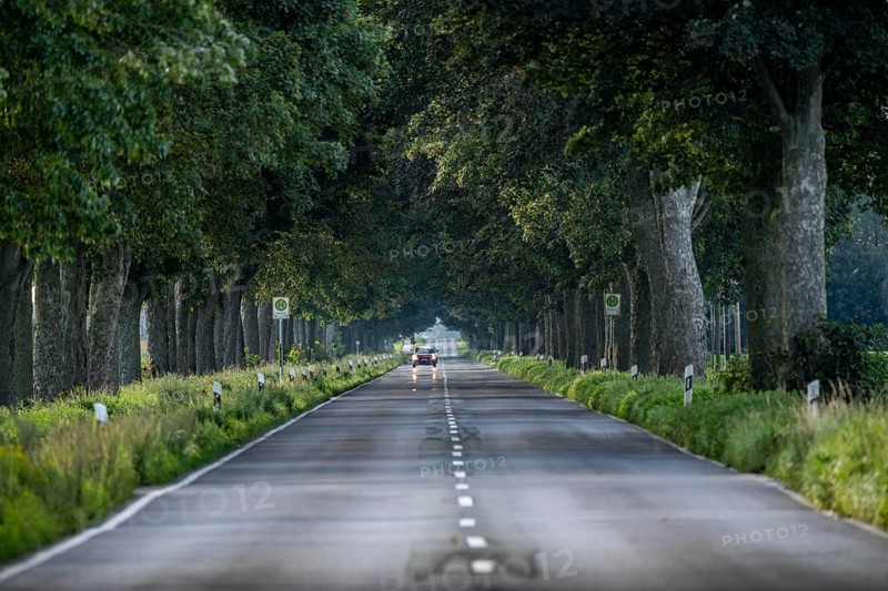 Country road, tree-lined avenue on the Lower Rhine, near Kalkar-Grieth, Rheinuferstraße, North Rhine-Westphalia, Germany, Europe
