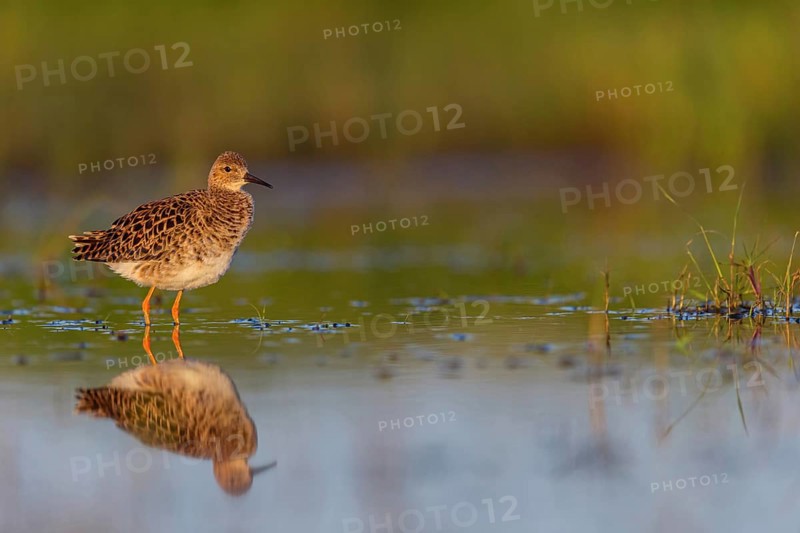 Ruff (Philomachus pugnax), female, Narew, Bialystok, Podlasie, Poland, Europe