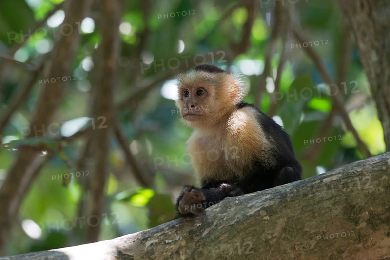 White-shouldered capuchin monkey (Cebus capucinus), Manuel Antonio National Park, Costa Rica, Central America