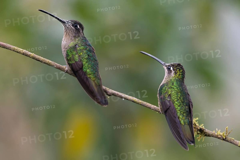 Violet-crowned Brilliant Hummingbird (Eugenes fulgens), Parque National Los Quetzales, Costa Rica, Central America