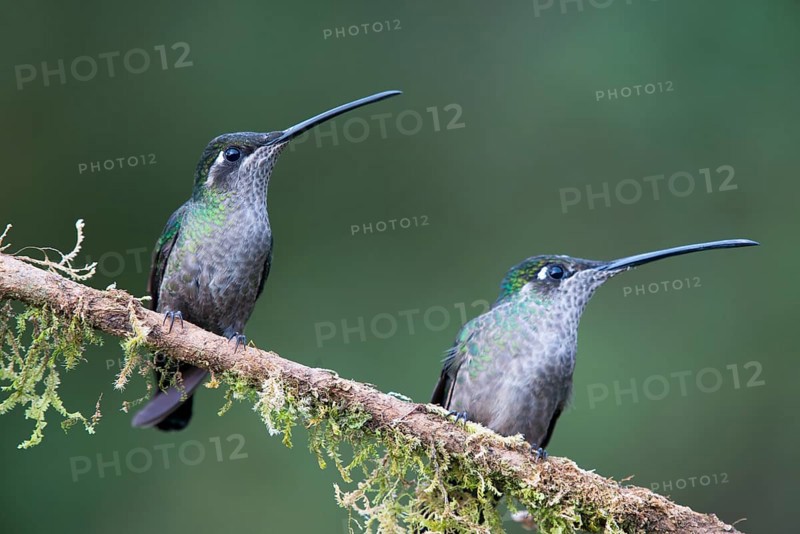 Violet-crowned Brilliant Hummingbird (Eugenes fulgens), Parque National Los Quetzales, Costa Rica, Central America