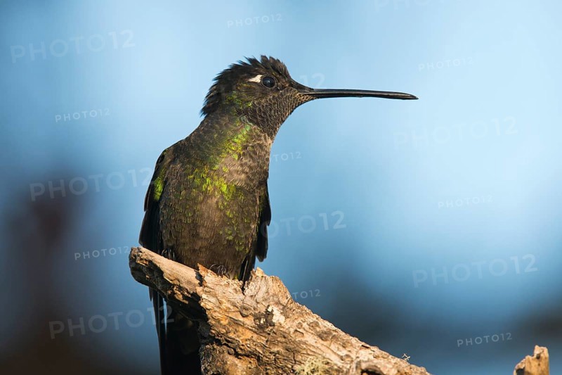 Violet-crowned Brilliant Hummingbird (Eugenes fulgens), Parque National Los Quetzales, Costa Rica, Central America
