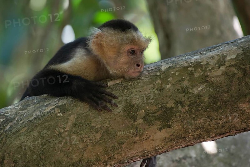 White-shouldered capuchin monkey (Cebus capucinus), Manuel Antonio National Park, Costa Rica, Central America