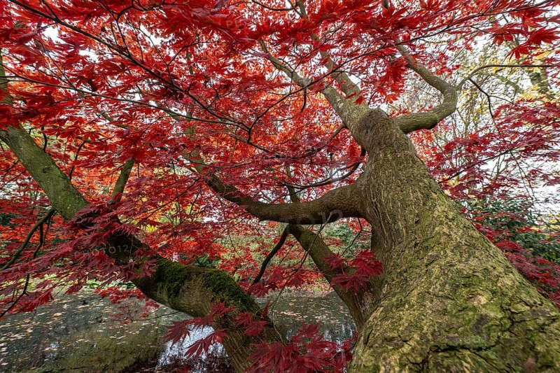 Japanese fan maple (Acer palmatum Trompenburg), autumn colours, Emsland, Lower Saxony, Germany, Europe
