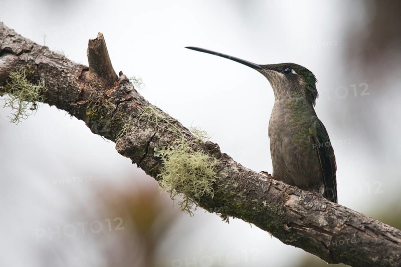 Violet-crowned Brilliant Hummingbird (Eugenes fulgens), Parque National Los Quetzales, Costa Rica, Central America