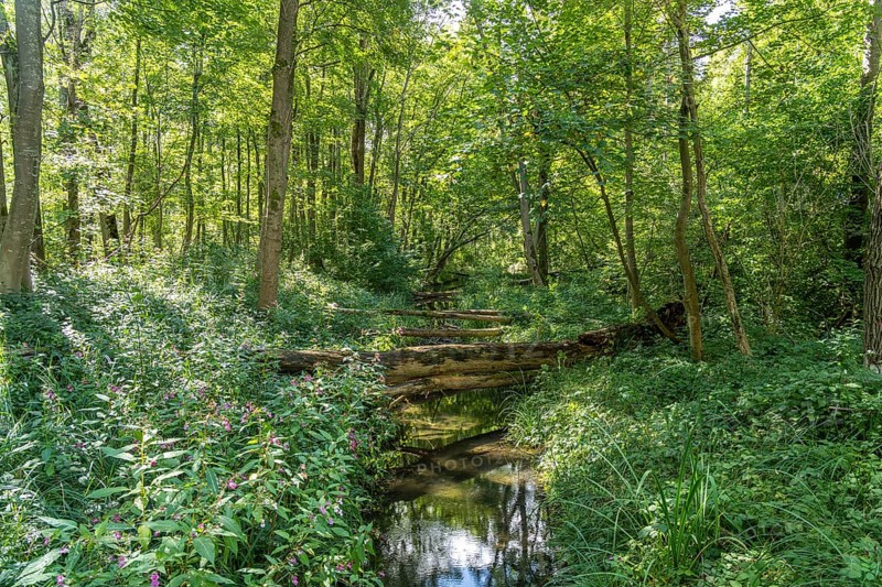 Danube wetlands near Höchstädt an der Donau, Bavaria, Germany, Europe