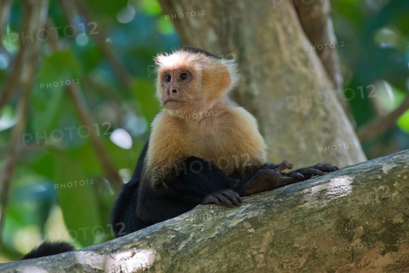 White-shouldered capuchin monkey (Cebus capucinus), Manuel Antonio National Park, Costa Rica, Central America