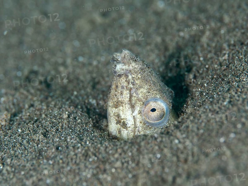 A sand snake eel (Ophichthus altipennis), snake eel, looks out of the sand, well camouflaged in its natural environment, dive site House Reef, Penyapangan, Bali, Indonesia, Asia