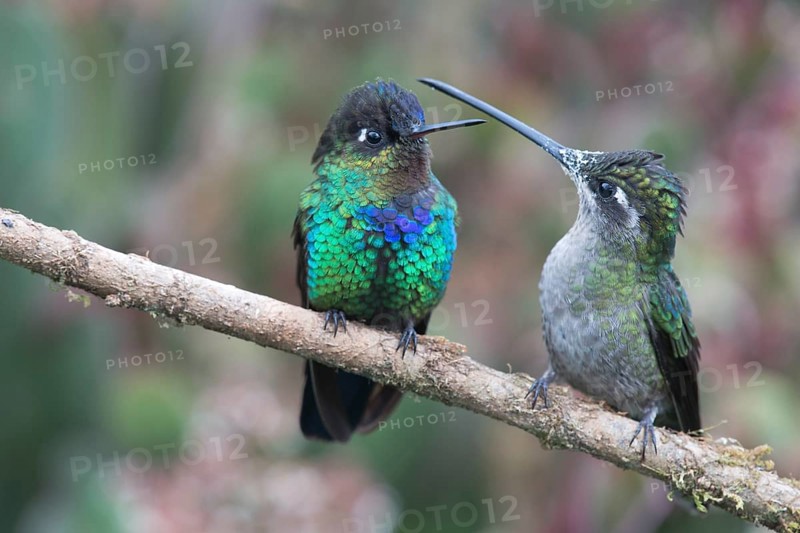 Violet-crowned Brilliant Hummingbird (Eugenes fulgens) and Fire-throated Hummingbird (Panterpe insignis), Parque National Los Quetzales, Costa Rica, Central America