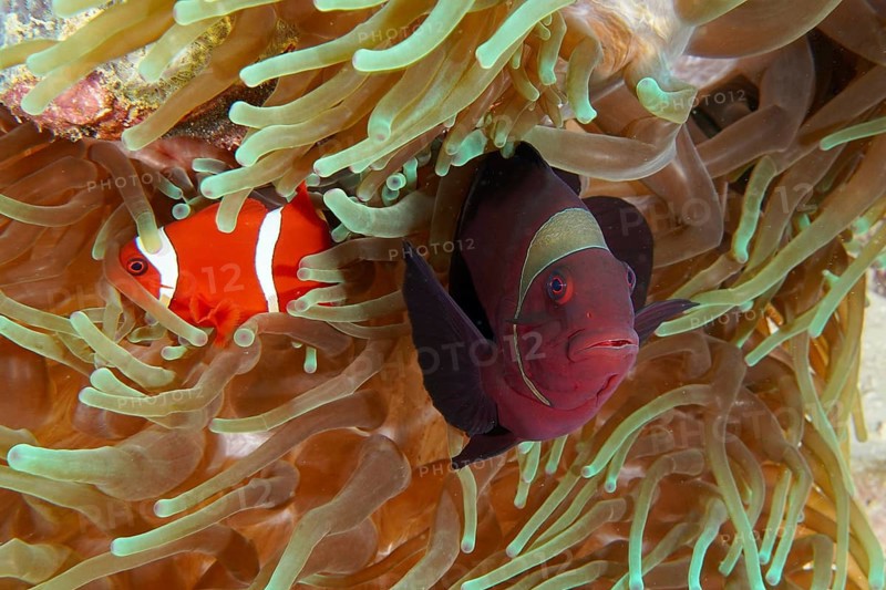 Two velvet anemonefish, spiny anemonefish (Amphiprion biaculeatus) swimming side by side in a sea anemone in the reef, dive site Coral Garden, Menjangan, Bali, Indonesia, Asia