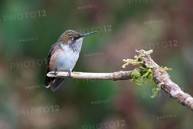 Inaguaster hummingbird (Nesophlox lyura), Parque National Los Quetzales, Costa Rica, Central America