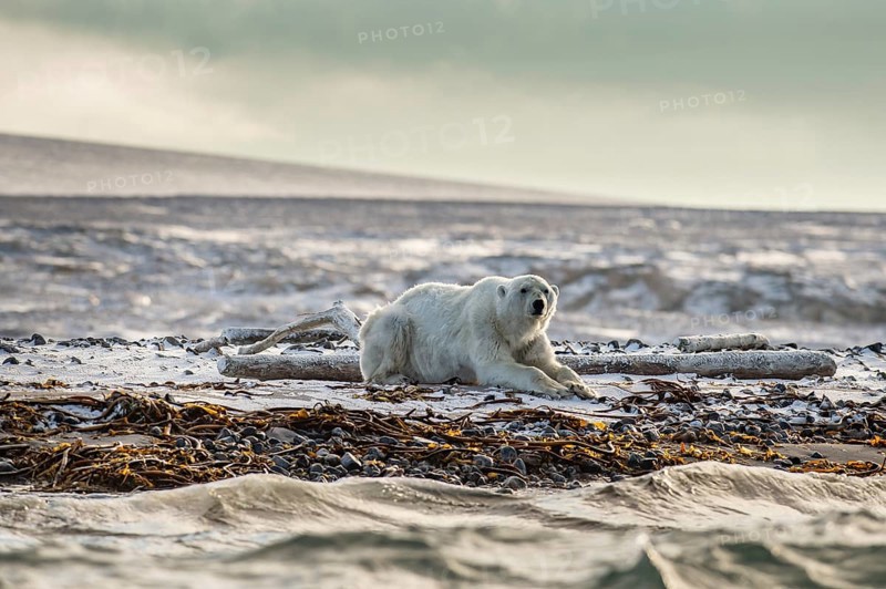 Polar bear (Ursus maritimus), male on the beach, Kvitøya, Svalbard and Jan Mayen archipelago, Norway, Europe
