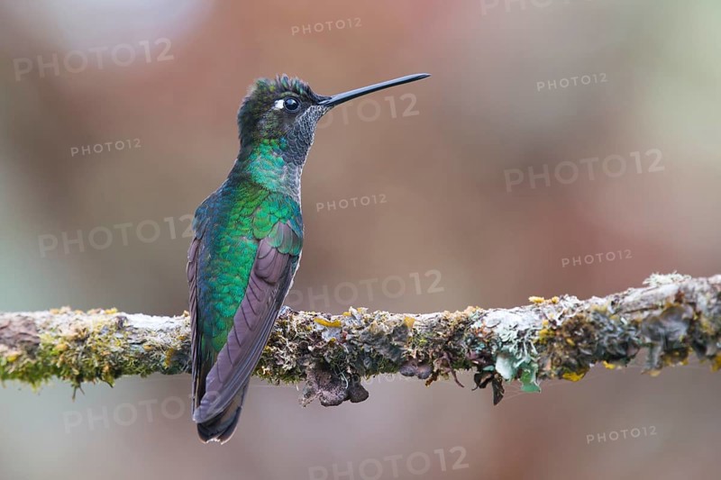 Violet-crowned Brilliant Hummingbird (Eugenes fulgens), Parque National Los Quetzales, Costa Rica, Central America