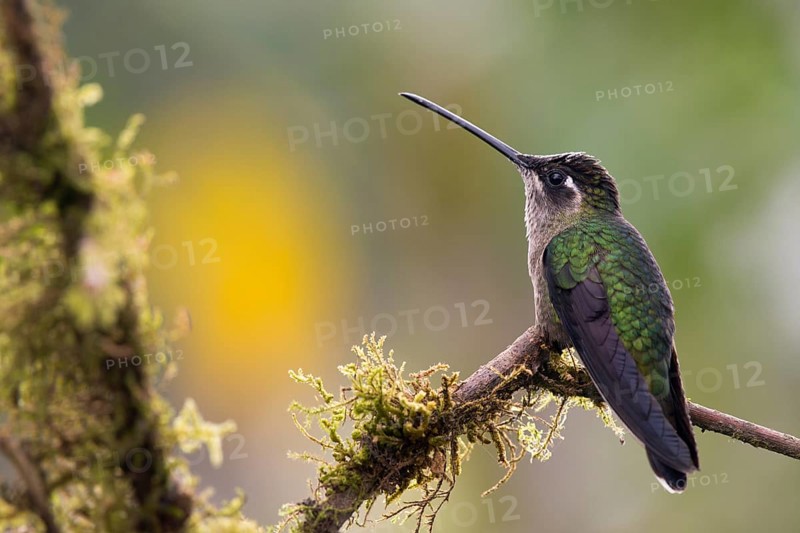 Violet-crowned Brilliant Hummingbird (Eugenes fulgens), Parque National Los Quetzales, Costa Rica, Central America