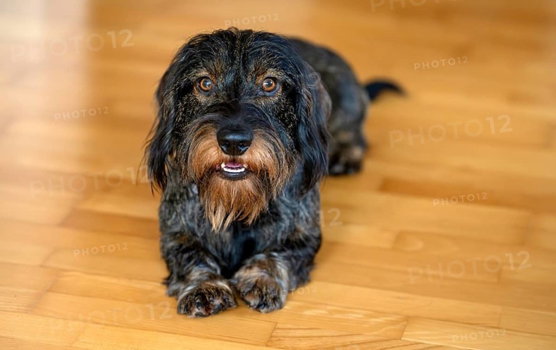 Rough-haired dachshund, male, 3 years, lying on parquet floor, Stuttgart, Baden-Württemberg, Germany, Europe