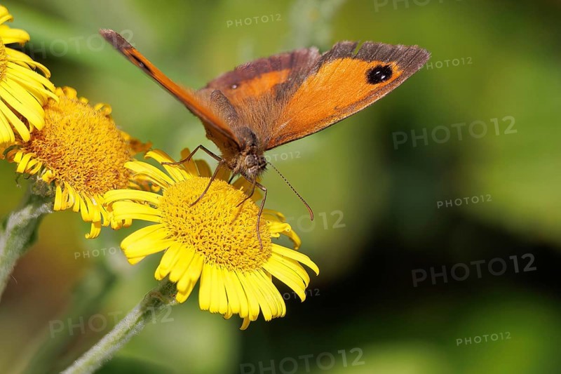 Gatekeeper or Hedge Brown, Pyronia tithonus, butterfly feeding on a Common Fleabane, Pulicaria dysenterica, at Riverside Park Gardens