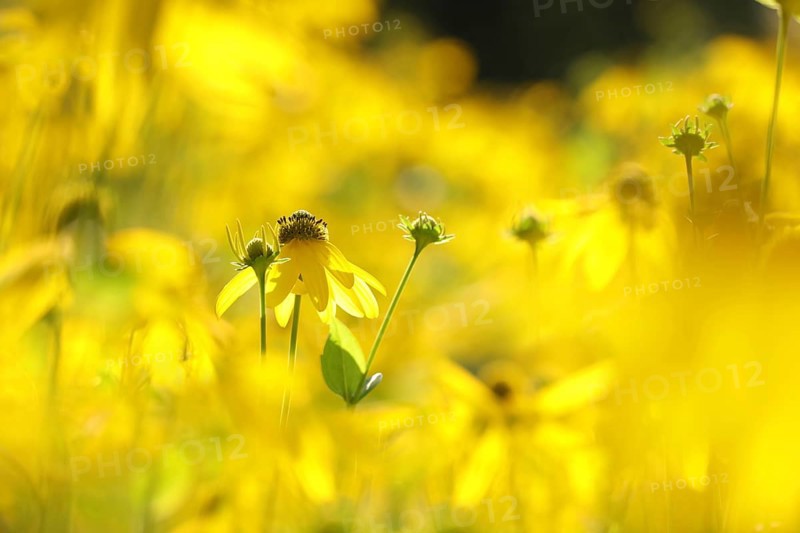 Cutleaf Coneflower, Rudbeckia laciniata in the garden