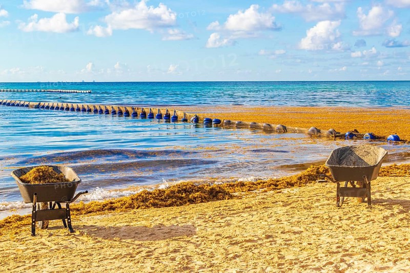 Cleaning the beach with wheelbarrow pitchfork Garden Rake Leaf Broom and a lot of very disgusting red seaweed sargazo at tropical mexican beach in Playa del Carmen Mexico