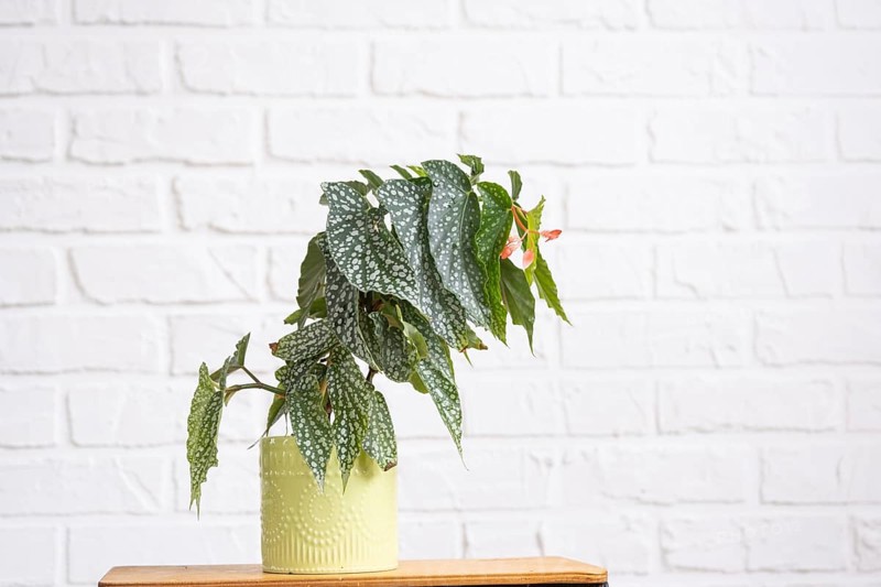 Home potted plant begonia angel wings snowstorm polka dot leaves decorative deciduous in interior on table of house. Hobbies in growing, greenhome
