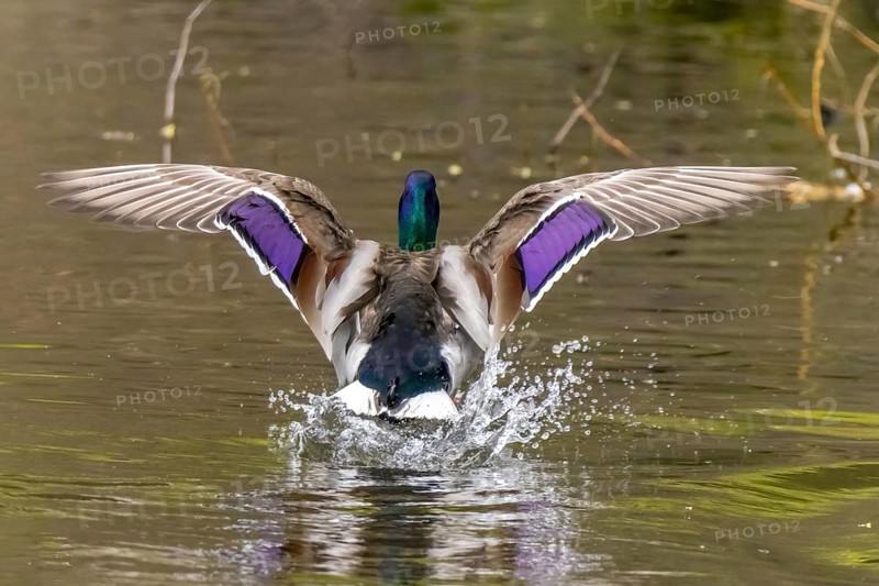 A graceful descent of a male mallard duck as it alights upon a serene pond, its vibrant plumage on display, frozen in motion as it showcases its colorful wings