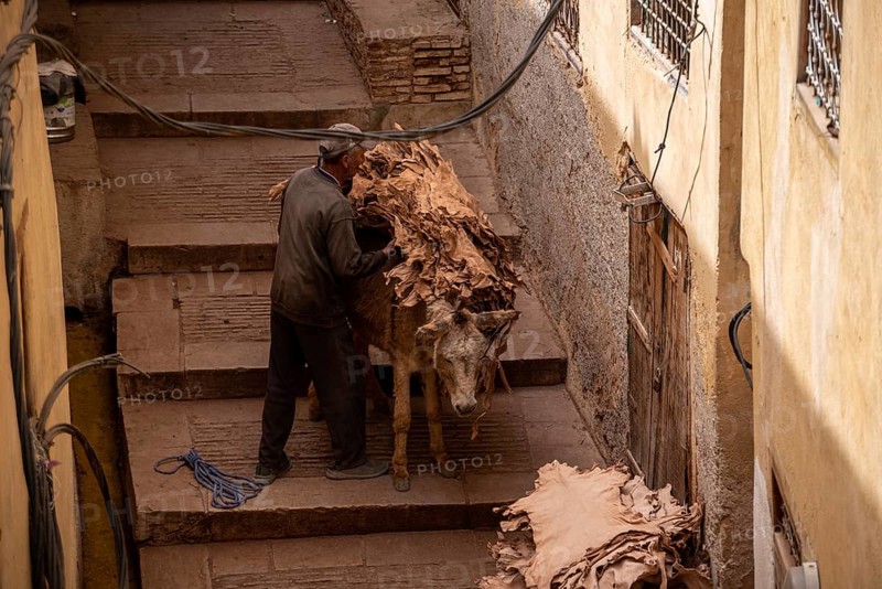 FES, MOROCCO, ARIL 10, 2023, A donkeys takes dried leather from a tannery in the medina of Fes, Morocco, Africa