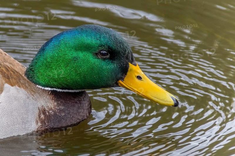 A close-up of the head of a male mallard duck, known scientifically as Anas platyrhynchos, showcasing its distinctive features, also referred to as a wild duck a dabbling duck species
