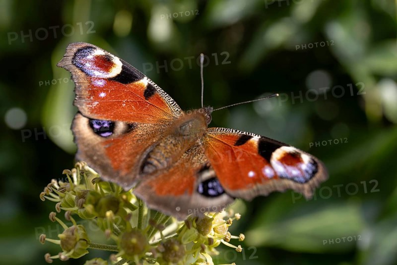 Peacock butterfly (Aglais io) on flower, St Abbs, Scottish Borders, Scotland, Great Britain