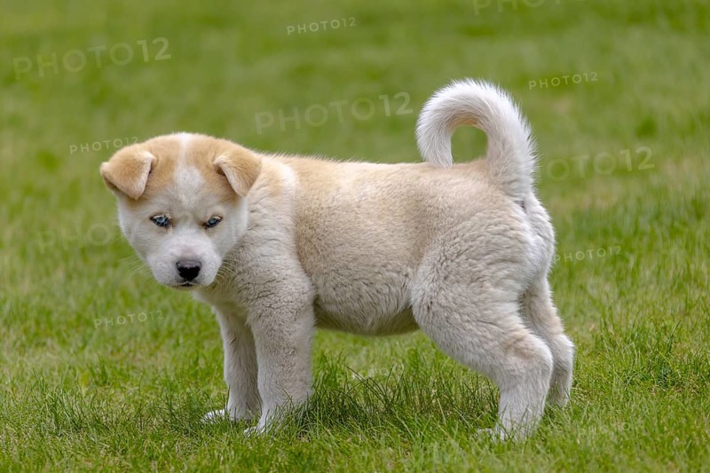 A Huskita, a mix of Akita and Husky, stands in the grass. The fluffy puppy has a coat of brown and white fur, complemented by its pointy ears