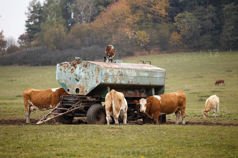 Cow comes to drink water at the drinking tank