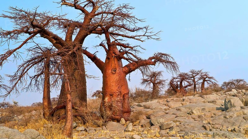 Baobab, Adansonia digitata, Kubu Island, White Sea of Salt, Lekhubu, Makgadikgadi Pans National Park, Botswana, Africa