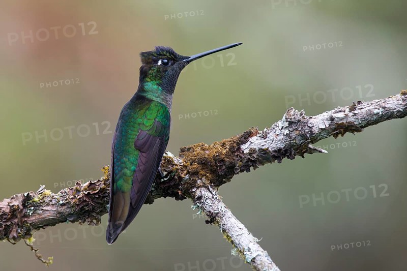 Violet-crowned Brilliant Hummingbird (Eugenes fulgens), Parque National Los Quetzales, Costa Rica, Central America