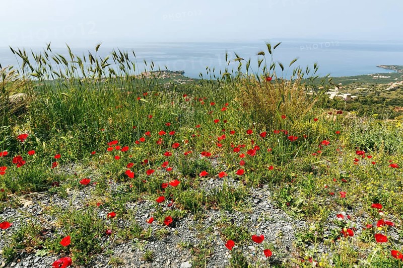 Coastline in spring, poppy blossom, Pyrgos, Mani, Messinian Gulf, Ionian Sea, Greece, Europe