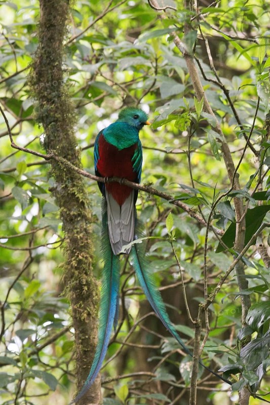 Quetzal (Pharomachrus mocinno), Reserva biologica Bosque Nubosa, Costa Rica, Central America