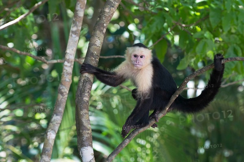 White-shouldered capuchin monkey (Cebus capucinus), Manuel Antonio National Park, Costa Rica, Central America