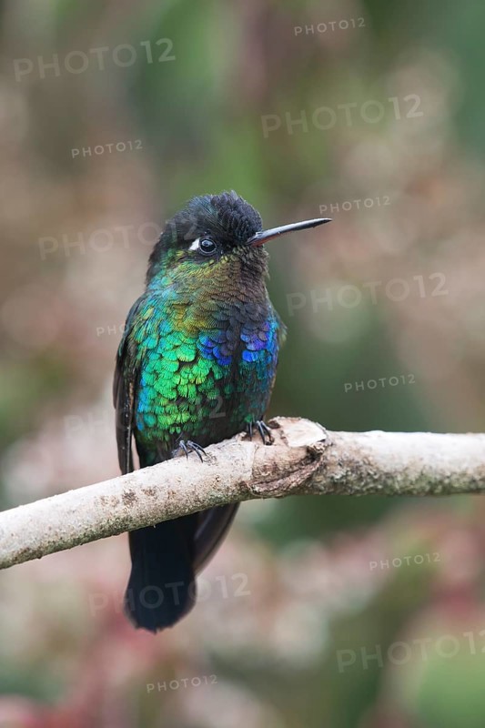 Fire-throated hummingbird (Panterpe insignis), Parque National Los Quetzales, Costa Rica, Central America