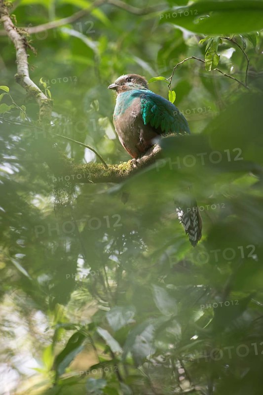 Quetzal (Pharomachrus mocinno), female, Reserva biologica Bosque Nubosa, Costa Rica, Central America