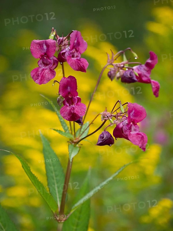 Himalayan Balsam (Impatiens glandulifera), flowers against a yellow background, Hessen, Germany, Europe