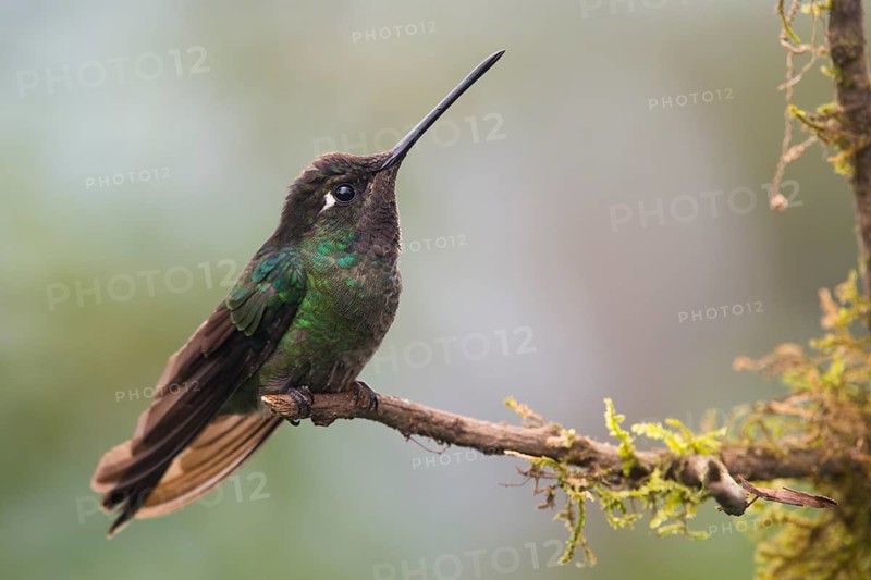 Violet-crowned Brilliant Hummingbird (Eugenes fulgens), Parque National Los Quetzales, Costa Rica, Central America