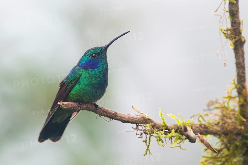 Small violet-eared hummingbird (Colibri thalassinus), Parque National Los Quetzales, Costa Rica, Central America
