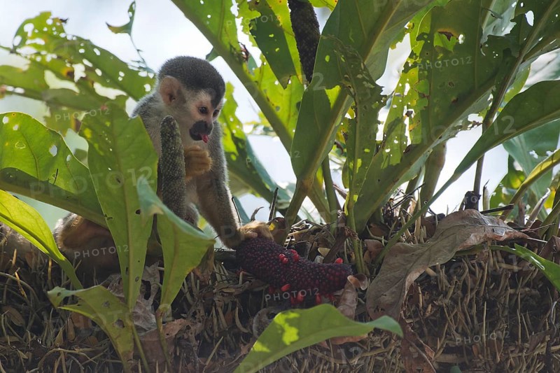 Central American squirrel monkey (Saimiri oerstedii), Manuel Antonio National Park, Costa Rica, Central America