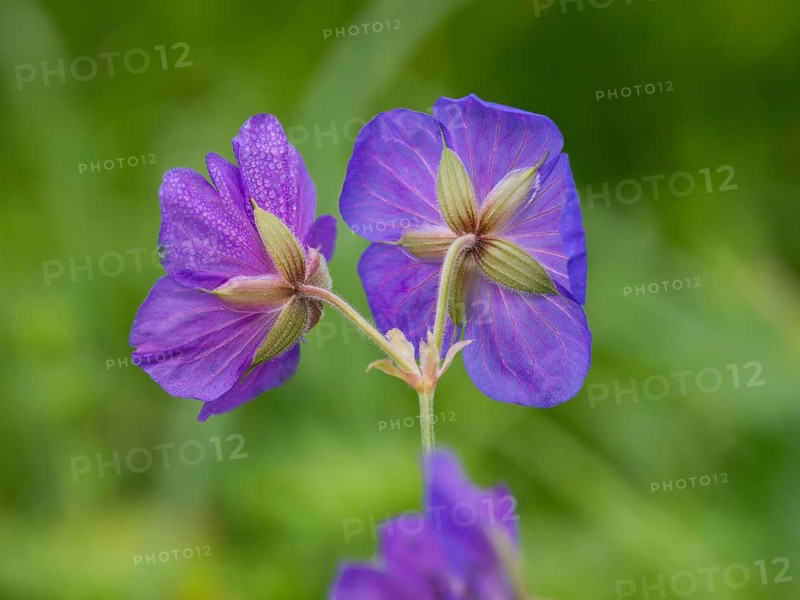 Meadow cranesbill (Geranium pratense), two blossoms and dewdrops on the petals, Hessen, Germany, Europe