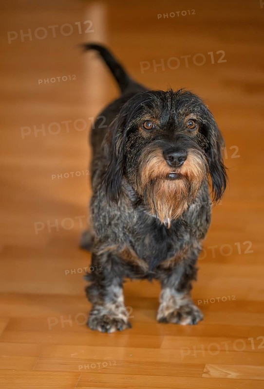 Rough-haired dachshund, male, 3 years, lying on parquet floor, Stuttgart, Baden-Württemberg, Germany, Europe