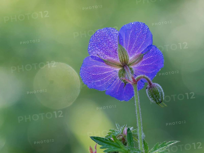Meadow cranesbill (Geranium pratense), single blossom with dewdrops on its petals, photographed against the light, Hessen, Germany, Europe