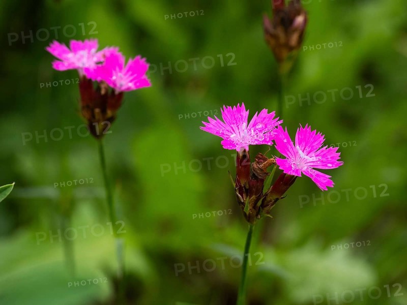 Carthusian Pink wild carnation (Dianthus carthusianorum) flowers, growing on a meadow, Hessen, Germany, Europe