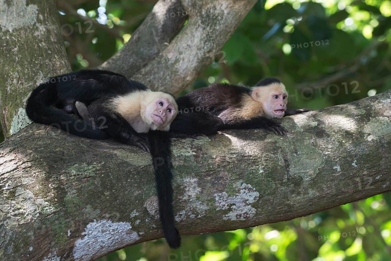 White-shouldered capuchin monkeys (Cebus capucinus), Manuel Antonio National Park, Costa Rica, Central America