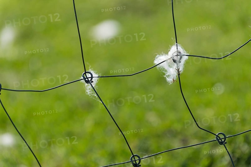 Sheep's wool on a fence, Mykines, Útoyggjar, Faroe Islands, Denmark, Europe