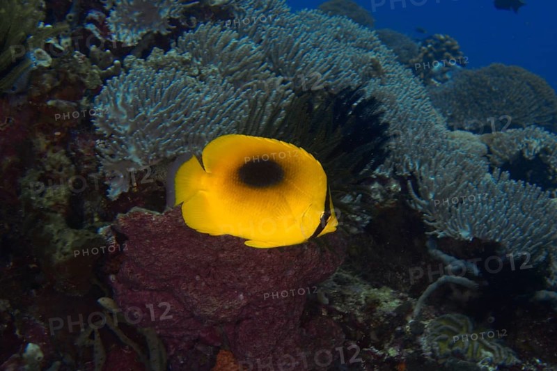 Bright yellow fish, Malayan one-spot butterflyfish (Chaetodon speculum), swimming alone on a coral reef, dive site SD, Nusa Ceningan, Nusa Penida, Bali, Indonesia, Asia